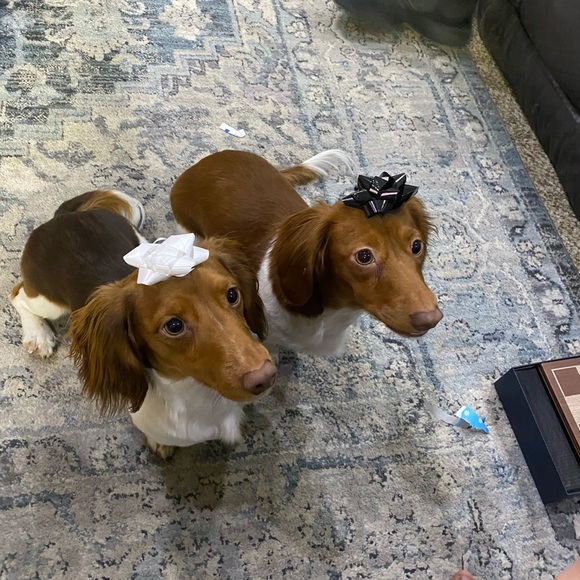 Meet Hailey! - Picture 2 of 3